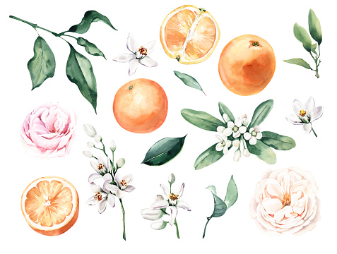 Watercolor Illustration Elements: oranges, flowers and leaves. Perfect for invitation and social media.