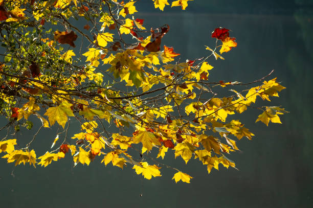 Golden plane trees leaves and sun