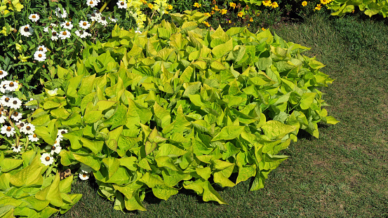 Ipomoea batatas plant (Ziersüßkartoffel).
