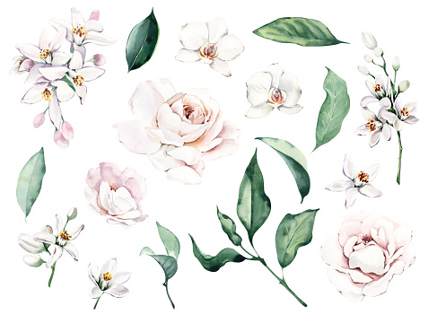 Watercolor Illustration Elements: roses, orchid, citrus flowers and leaves. Perfect for invitation and social media.