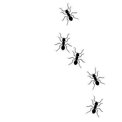 Ant vector trail marching illustration. Ant bug pest control background teamwork.