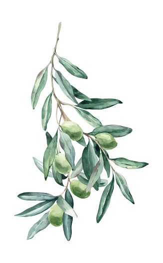 Watercolor Illustration Bouquet Elegant Olive Branch. Perfect for invitation and social media
