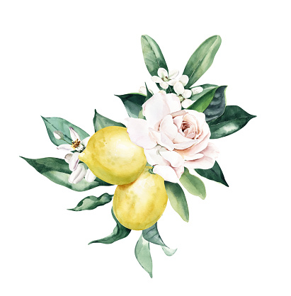 Watercolor Bouquet with Roses and Lemon Fruits. Perfect for invitation and social media