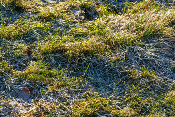 istock Hoar frost on grass in morning 2025464023