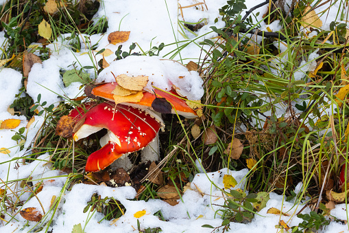Closeup of colorful Fly agaric in the middle of first snow of autumn in Lapland, Northern Finland
