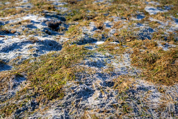 istock Hoarfrost on grass in morning 2025472084