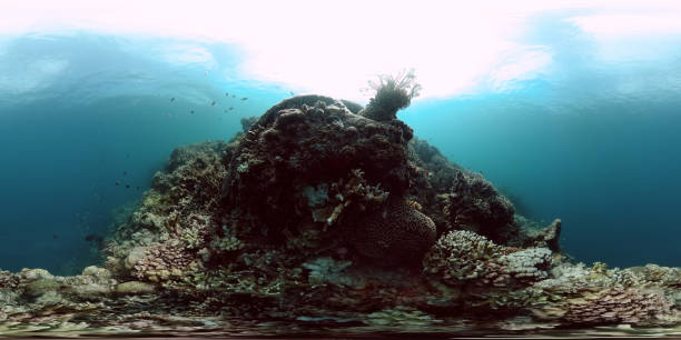 istock Marine life, coral reef and tropical fish. 2025472595