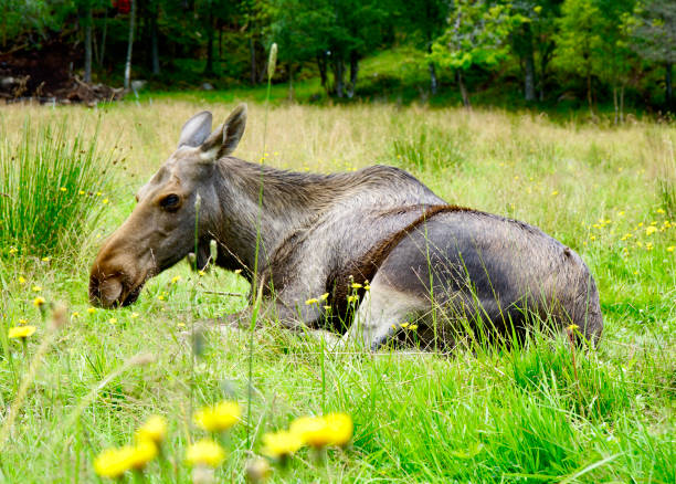 Moose, Elg/Elk, Alces Alces. Wildlife scene from Norway.