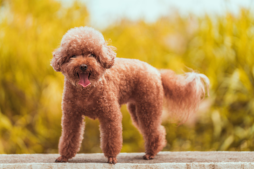 Group of funny toy black, apricot and chocolate poodle puppies sitting isolated on a white background