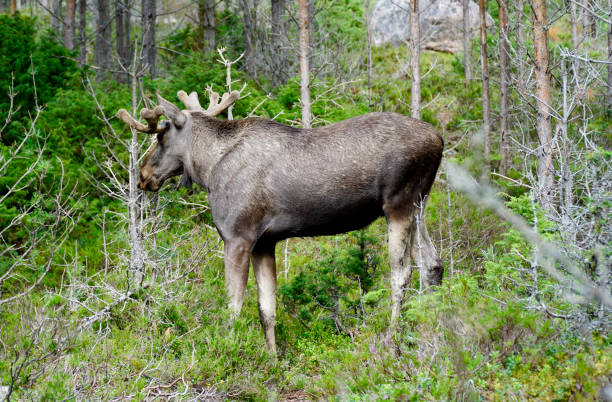 istock Moose in the forest in Norway 2025473661