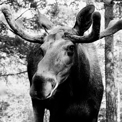 Moose, Elg/Elk, Alces Alces. Wildlife scene from Norway.