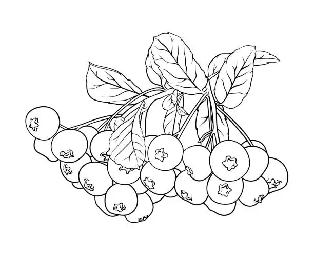 Vector illustration of autumn berries of Pyracantha with leaves on a bush. A branch of ripe rowan berries