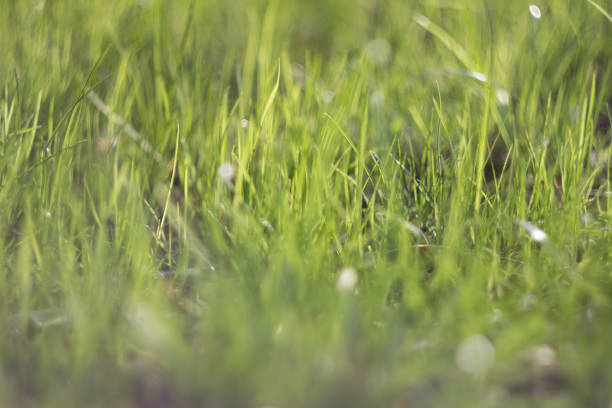 Young lush grass in the spring garden