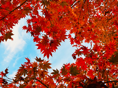 In autumn, under the red maple tree, looking up at the sky