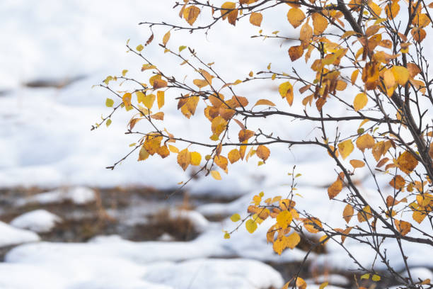 bouleau pubescent coloré de l’arctique après la première neige de la saison dans le parc national d’urho kekkonen, finlande - birch tree tree downy birch white photos et images de collection