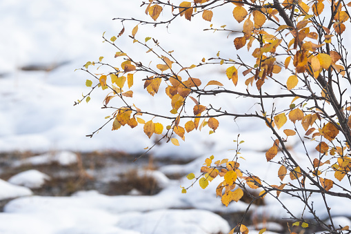 Colorful Arctic Downy birch tree after first snow of the season in Urho Kekkonen National Park, Northern Finland