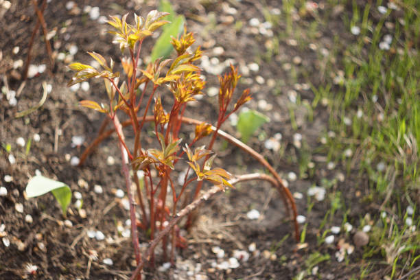 Young peony flower in the early spring garden