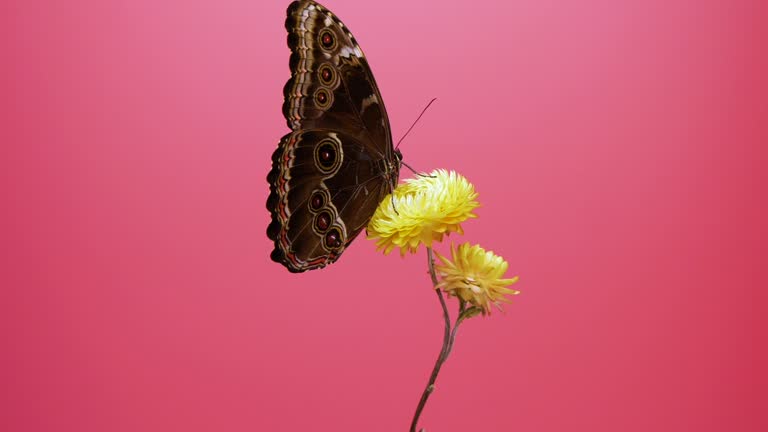 Blue morpho butterfly on yellow flower