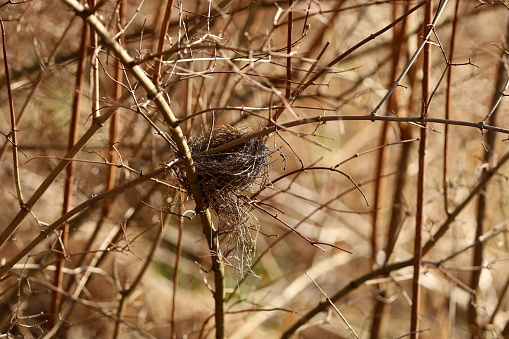 Spring, abandoned nest of a small bird in the bushes.