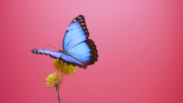 Blue morpho butterfly on yellow flower