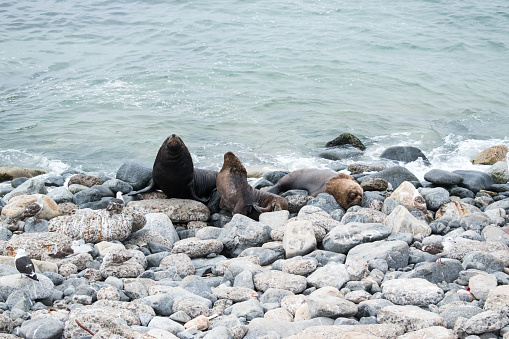 In the vicinity of Valparaiso, Chile, and its surroundings, Otaria byronia, also known as the South American sea lion or the Southern sea lion, can often be observed in their natural habitat.