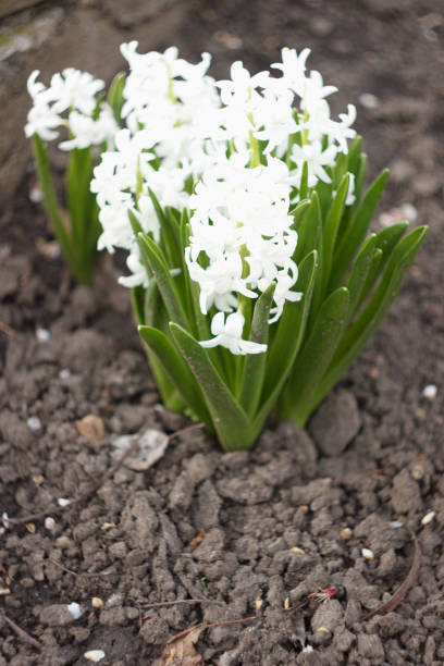 Group of white hyacinths in the spring garden