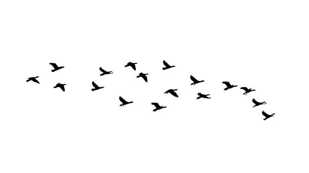 istock flock of birds silhouette isolated on transparent white background 2025507123