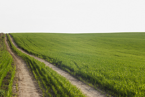 Countryside road through the spring wheat field