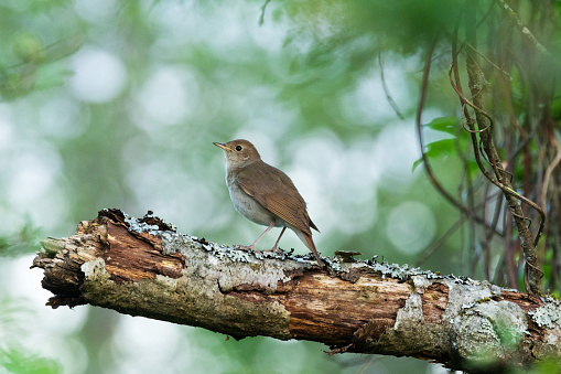 Thrush nightingale perched on a beautiful spring evening in a woodland in Estonia, Northern Europe