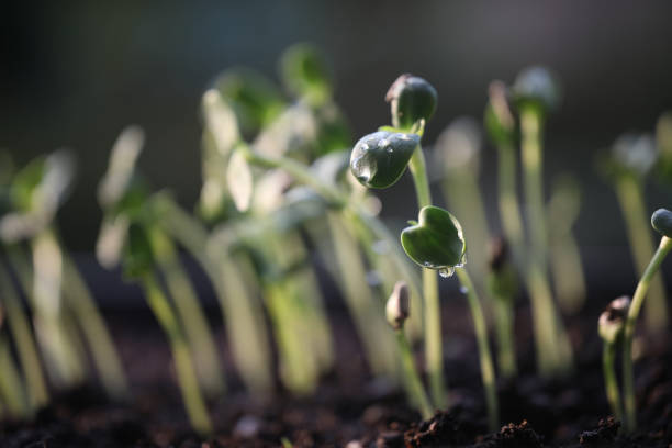 small growing plant sprout macro closeup