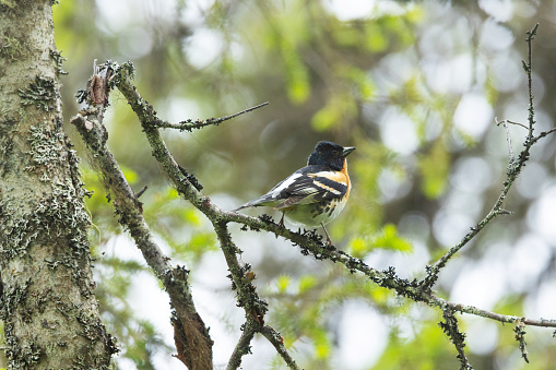 Colorful male Brambling perched in an old-growth forest near Kuusamo, Northern Finland