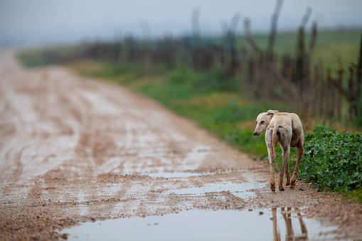 An Abandoned Spanish Greyhound on a Desolate Path in Spain
