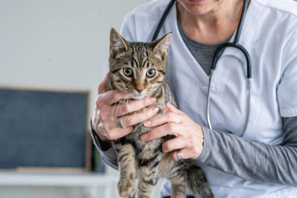 istock Cat at the Veterinarian 2025553057