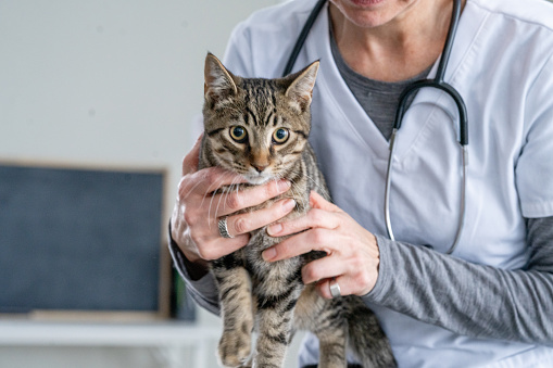 A female Veterinarian gently holds a tabby cat on her examination table as she preforms a check-up.  The doctor is smiling and the cat appears content.