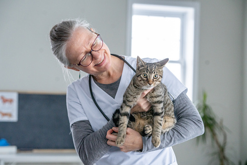 A female Veterinarian gently holds a tabby cat in her arms as she preforms a check-up.  The doctor is smiling and the cat appears content.