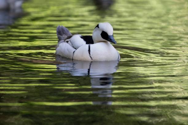 The Smew (Mergellus albellus). The Smew (Mergellus albellus), a species of duck. mergellus albellus stock pictures, royalty-free photos & images