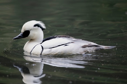 The Smew (Mergellus albellus), a species of duck.