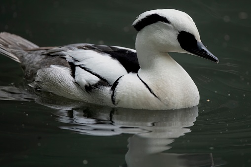 The Smew (Mergellus albellus), a species of duck.