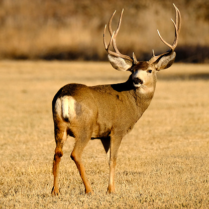 Mule deer or buck male animal in wilderness with antlers horms in field