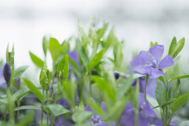 Blue periwinkle in the spring garden close-up