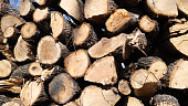 pieces of log cut in the forest