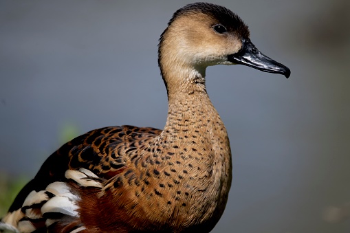 The Wandering Whistling Duck (Dendrocygna arcuata), a duck from the tropics.