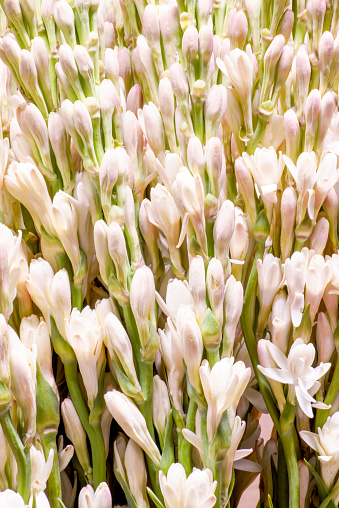 Floral spring background from buds and opening flowers of a perennial plant of the genus Polyantes of the subfamily Agave family Asparagus Tuberose. Flower for cosmetology.