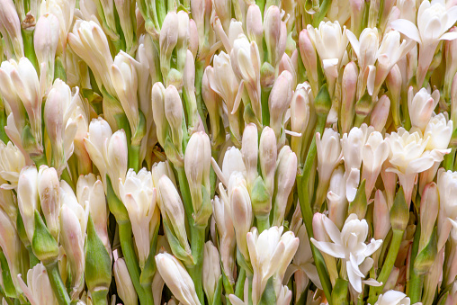 Floral spring background from buds and opening flowers of a perennial plant of the genus Polyantes of the subfamily Agave family Asparagus Tuberose. Flower for cosmetology.