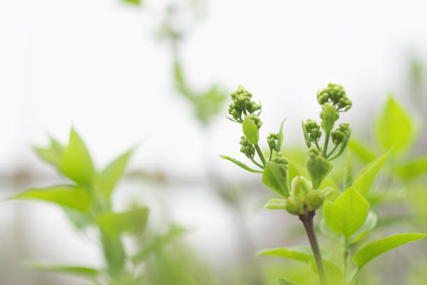 Unopened lilac inflorescence close-up
