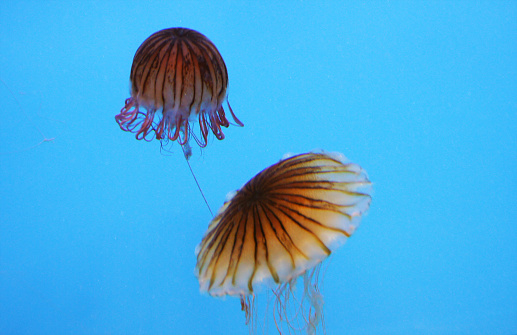 Chrysaora hysoscella, Baltimore Aquarium, Maryland - United States