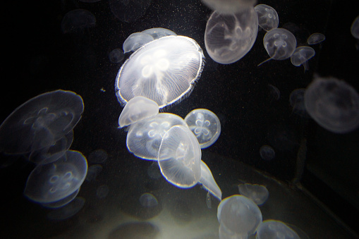 Jellyfish Aurelia Aurita, Baltimore Aquarium, Maryland - United States