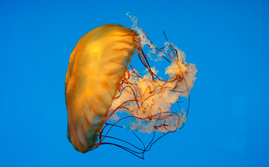 Sea nettle, Chrysaora fuscescens, Baltimore Aquarium, Maryland - United States