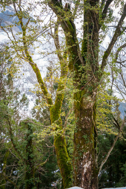 Fresh green trees in snow country