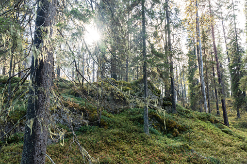 Sun shining in an autumnal old-growth forest growing on a slope in Oulanka National Park, Northern Finland